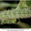 polyommatus icarus larva4c